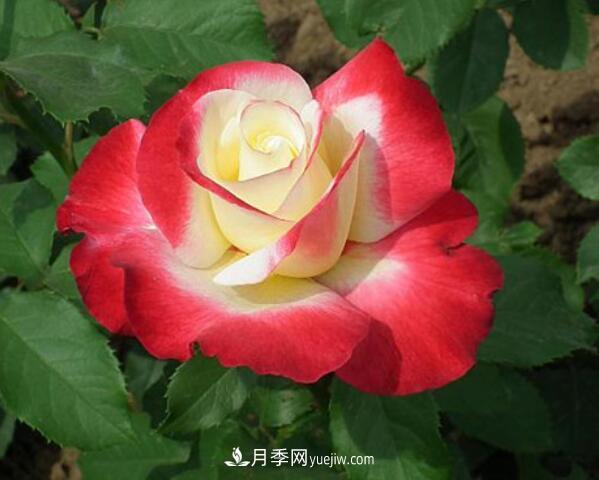 藤本月季在園林和庭院的創(chuàng)意運用(圖1)