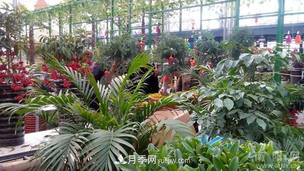 南陽花卉批發(fā)市場(chǎng)在哪里？(圖1)