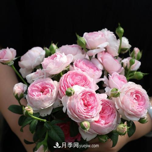 7種漂亮月季，植株矮小，花色艷麗，花期超長，是陽臺盆栽佳品！(圖2)