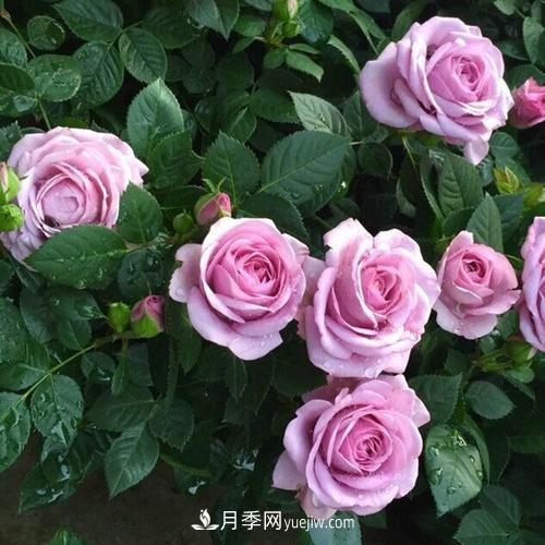 7種漂亮月季，植株矮小，花色艷麗，花期超長，是陽臺盆栽佳品！(圖1)