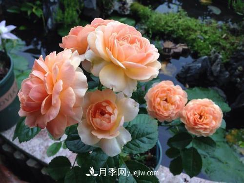 7種漂亮月季，植株矮小，花色艷麗，花期超長，是陽臺盆栽佳品！(圖4)
