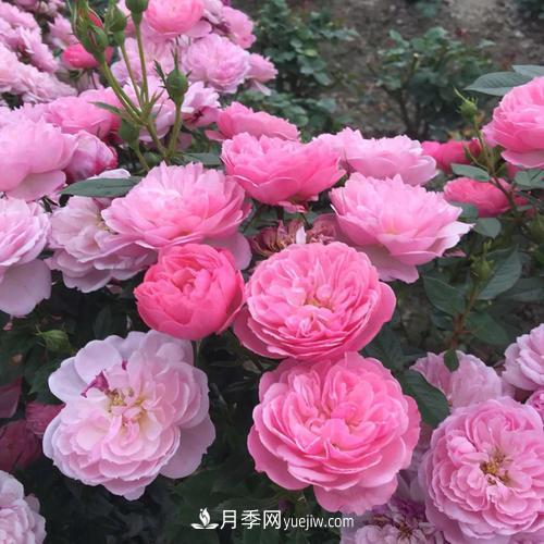 7種漂亮月季，植株矮小，花色艷麗，花期超長，是陽臺盆栽佳品！(圖3)