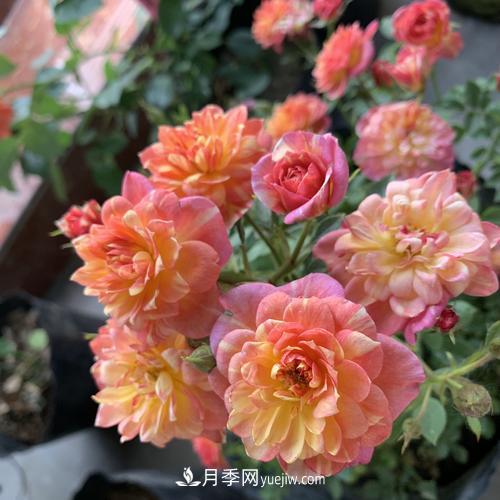7種漂亮月季，植株矮小，花色艷麗，花期超長，是陽臺盆栽佳品！(圖5)