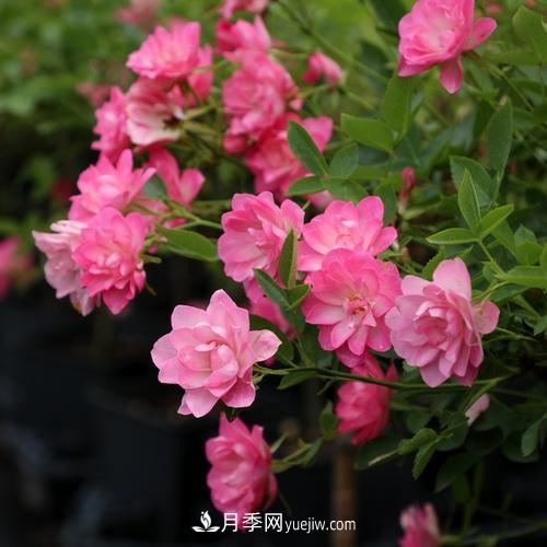 7種漂亮月季，植株矮小，花色艷麗，花期超長，是陽臺盆栽佳品！(圖6)