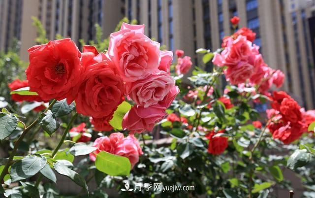 8種經(jīng)典月季，藤本、灌木和微月都有，買了不會錯(圖1)