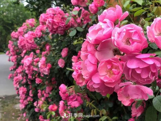 8種經(jīng)典月季，藤本、灌木和微月都有，買了不會錯(圖2)