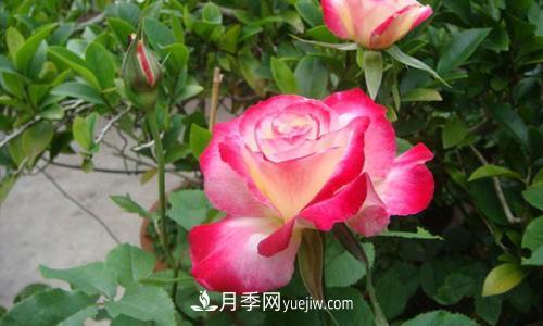 8種經(jīng)典月季，藤本、灌木和微月都有，買了不會錯(圖5)