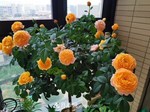 8種經(jīng)典月季，藤本、灌木和微月都有，買了不會錯(圖6)