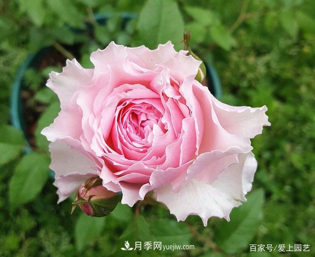 清新出塵的4個(gè)日本“仙女”月季，再難養(yǎng)也不能抗拒(圖1)