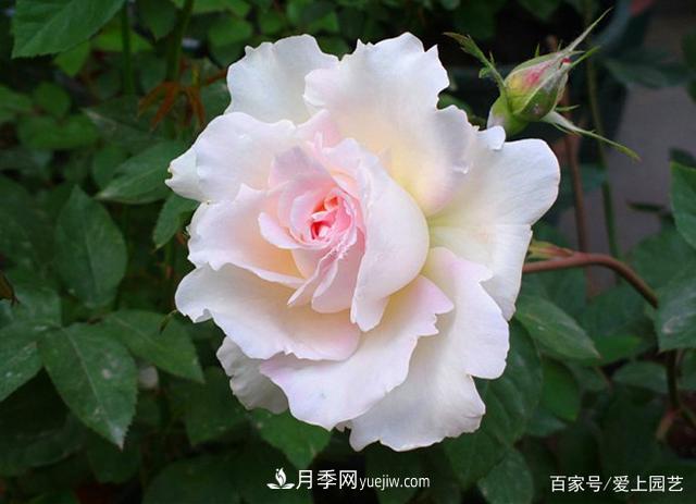 清新出塵的4個(gè)日本“仙女”月季，再難養(yǎng)也不能抗拒(圖2)