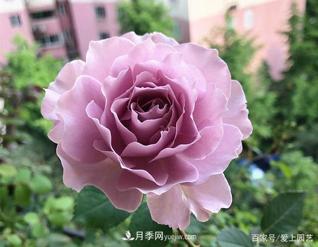 清新出塵的4個(gè)日本“仙女”月季，再難養(yǎng)也不能抗拒(圖4)