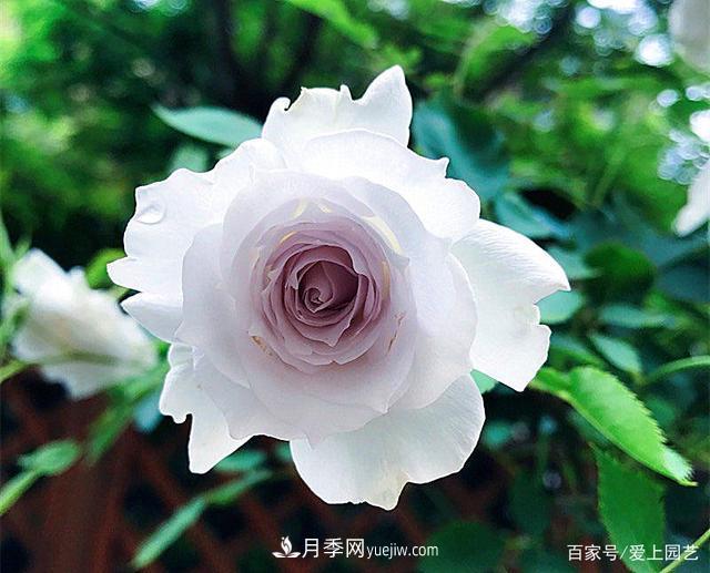 清新出塵的4個(gè)日本“仙女”月季，再難養(yǎng)也不能抗拒(圖3)