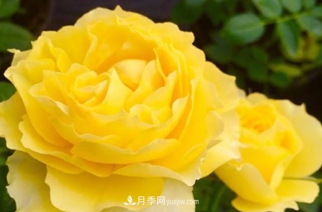 專屬12星座的月季花，你的星座是什么月季(圖7)