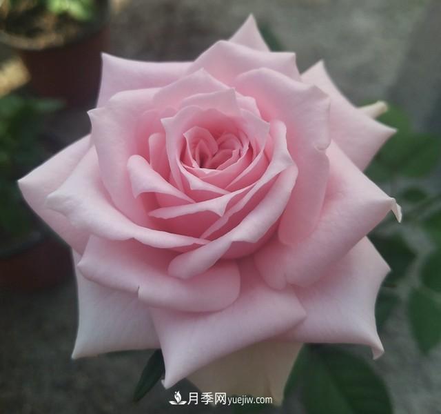 專屬12星座的月季花，你的星座是什么月季(圖13)