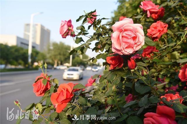 河北邢臺：月季花開美如畫(圖2)