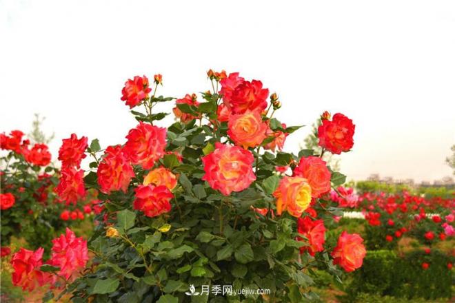 河北邯鄲廣平：百畝月季競相開放(圖6)