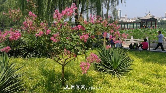 園林樹木百家姓——紫葉苗木(圖1)