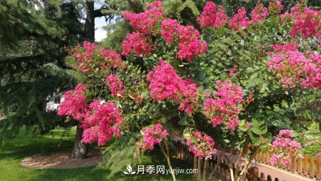 園林樹木百家姓——紫葉苗木(圖2)