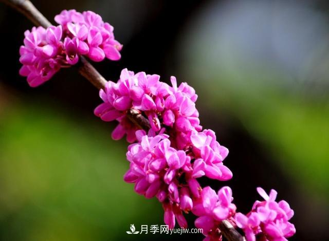 園林樹木百家姓——紫葉苗木(圖10)