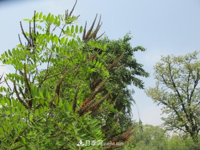 園林樹木百家姓——紫葉苗木(圖7)
