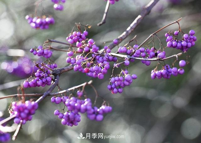 園林樹木百家姓——紫葉苗木(圖5)