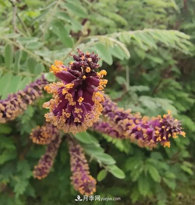 園林樹木百家姓——紫葉苗木(圖8)