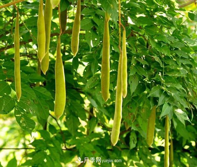 園林樹木百家姓——紫葉苗木(圖13)