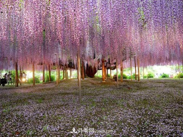 園林樹木百家姓——紫葉苗木(圖14)
