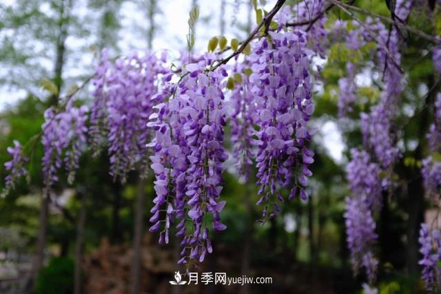 園林樹木百家姓——紫葉苗木(圖12)