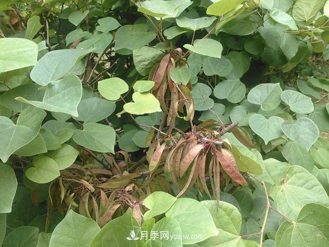 園林樹木百家姓——紫葉苗木(圖11)