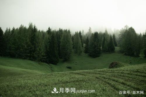 苗木要想反季節(jié)栽植，***重要的是這幾步(圖1)