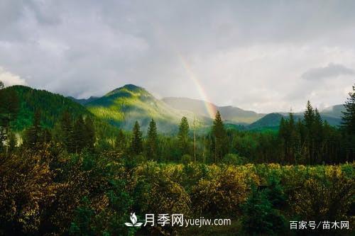 苗木要想反季節(jié)栽植，***重要的是這幾步(圖3)