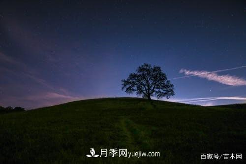 苗木要想反季節(jié)栽植，***重要的是這幾步(圖2)