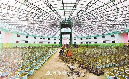 河南省南召縣發(fā)展苗木產業(yè)集群——玉蘭苗木產業(yè)成增收支柱(圖2)