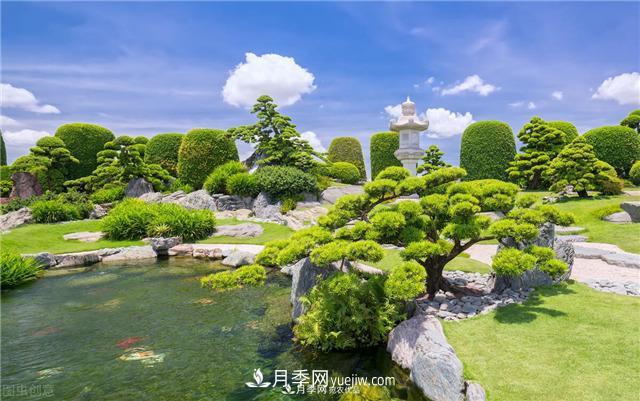 園林綠化樹苗木的培育技術(shù)，效益可觀！(圖2)