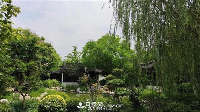 園林綠化樹苗木的培育技術(shù)，效益可觀！(圖3)