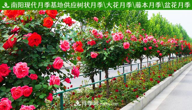 山西品種月季_山西大花月季批發(fā)_山西樹狀月季批發(fā)(圖2)