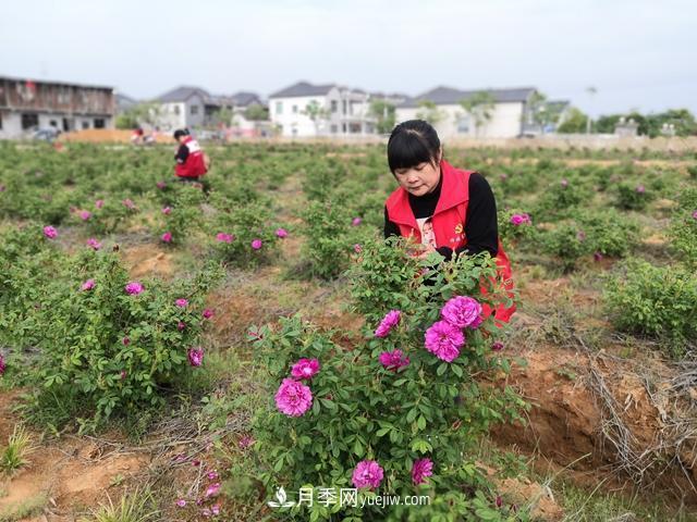 做美花木產(chǎn)業(yè) 浙江長興這個鄉(xiāng)村打造美麗經(jīng)濟(圖2)
