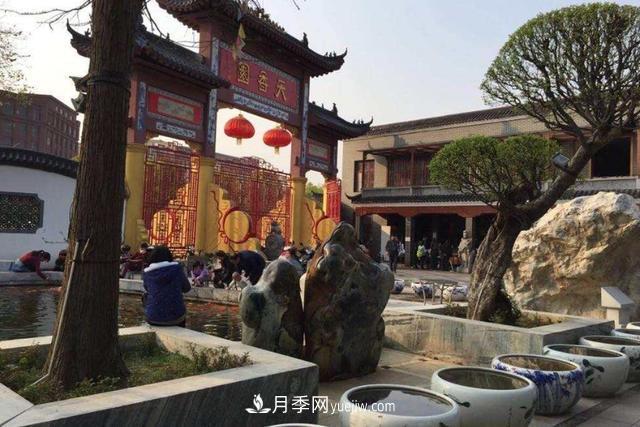 江西南昌天香園走紅，有3萬余的盆景，是南昌的“花卉之源”(圖1)