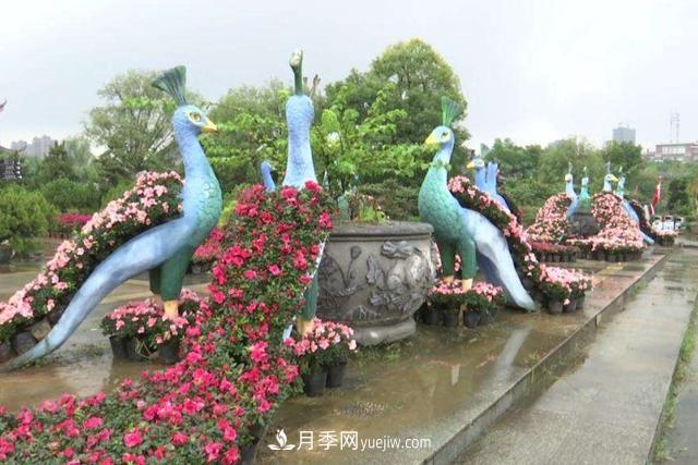 江西南昌天香園走紅，有3萬余的盆景，是南昌的“花卉之源”(圖4)