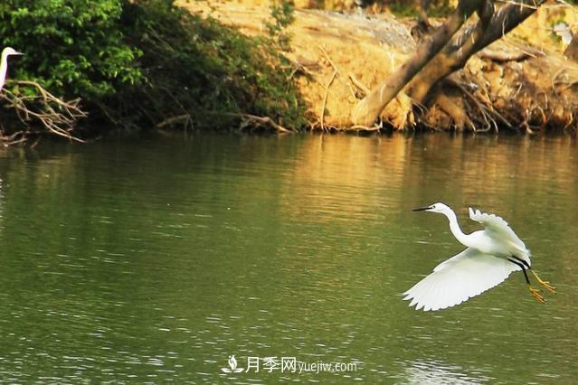 江西南昌天香園走紅，有3萬余的盆景，是南昌的“花卉之源”(圖5)