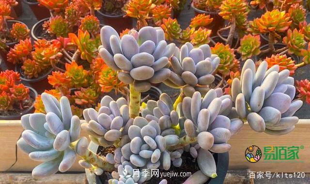 對(duì)花卉生長(zhǎng)影響的常見9種營(yíng)養(yǎng)元素(圖3)