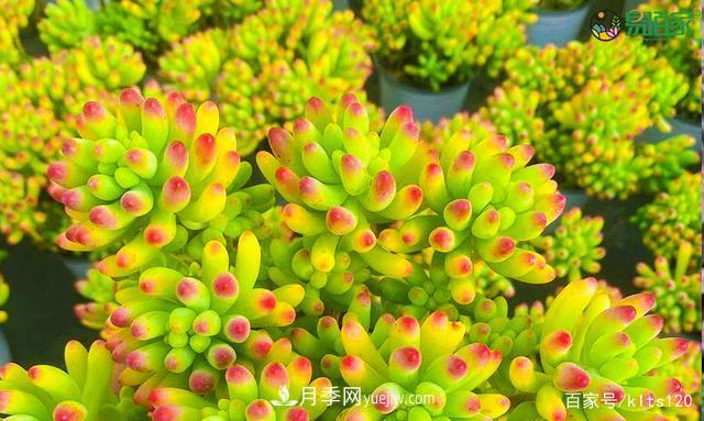 對(duì)花卉生長(zhǎng)影響的常見9種營(yíng)養(yǎng)元素(圖1)