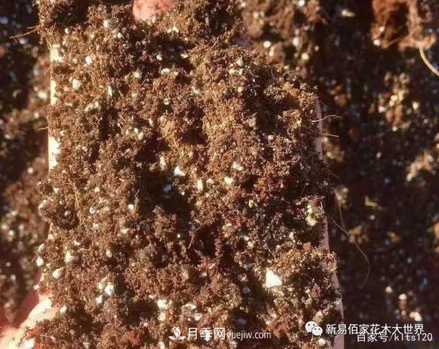 對(duì)花卉生長(zhǎng)影響的常見9種營(yíng)養(yǎng)元素(圖7)