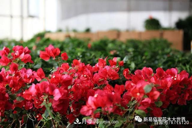 對(duì)花卉生長(zhǎng)影響的常見9種營(yíng)養(yǎng)元素(圖5)