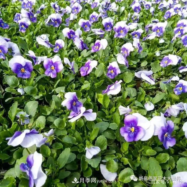 對(duì)花卉生長(zhǎng)影響的常見9種營(yíng)養(yǎng)元素(圖10)