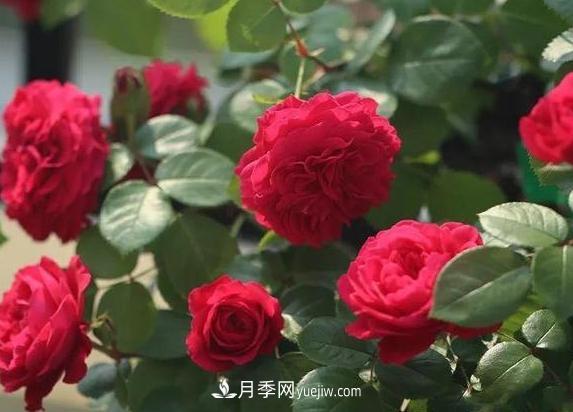 月季花到底有多少個(gè)品種？您家的月季好看嗎？(圖2)