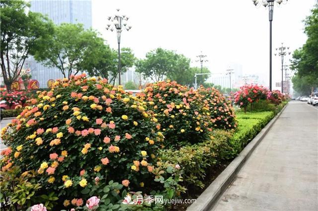 批發(fā)供應(yīng)月季花瓶、月季花球等藤本造型月季(圖2)