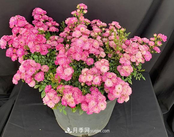 盆栽的月季要開花了！該追加什么肥？多久用一次效果更好？(圖1)