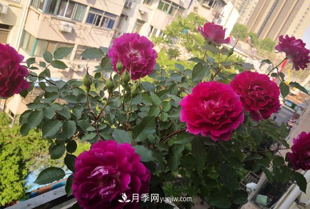 盆栽的月季要開花了！該追加什么肥？多久用一次效果更好？(圖2)